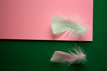 Two pastel colored feathers with fluffy аfterfeather. Pink and green background. Part of a bird plumage. Design.