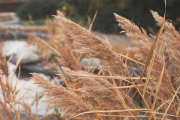 spikelets of reeds abstract background