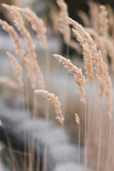 spikelets of reeds abstract background