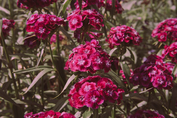 close-up live flower turkish carnation