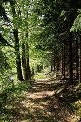 Alte Bäume säumen die Wege im einstigen herzoglichen Wald. Kleinschmalkalden, Thüringen, Deutschland, Europa  --  Old trees line the paths in the former ducal forest. Kleinschmalkalden, Thuringia, Ge
