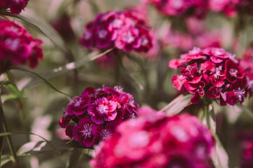 Fototapeta premium close-up live flower turkish carnation