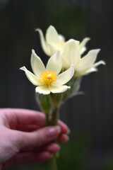 yellow pasque flowers bouquet in hand on dark background in spring
