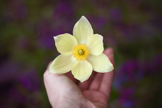 yellow pulsatilla flower on hand in spring on purple background with leaves
