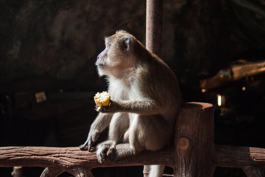 Adult Grey Monkey Profile Face Sitting And Eating Corn In Cave On Dark Background