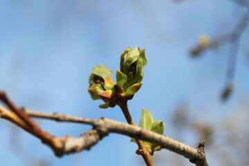 fresh green buds on  tree branch in spring time a sunny day on blue sky background. Nature wakes up