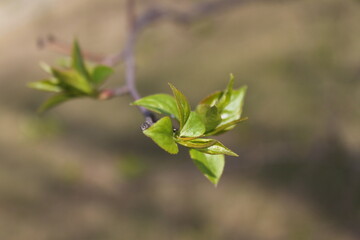 spring branch with fresh green leaves on a tree. macro twig photo