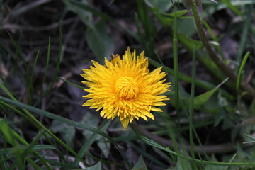 yellow spring dandelion in green grass