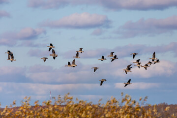 Migration Flock of Greater White-fronted Geese