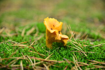 Chanterelles mushrooms in the autumn forest macro