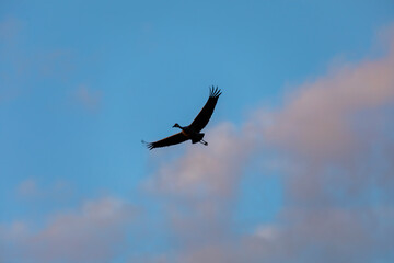 Migration to south. Sandhill crane in flight