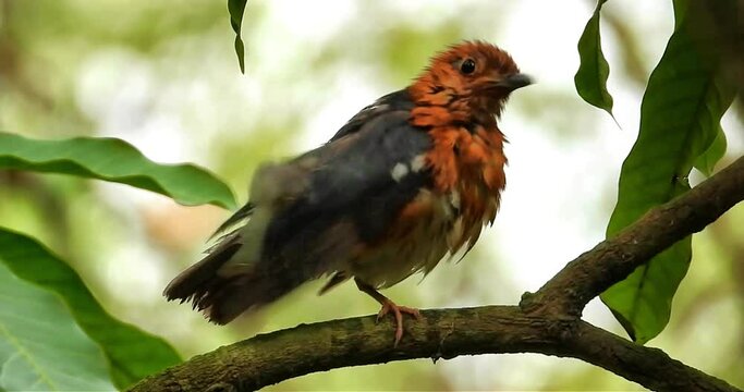 Orange Headed Thrush Bathing