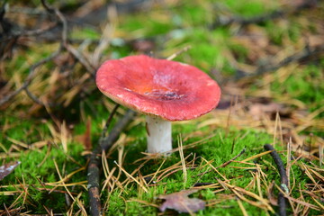 Collection of mushrooms is in the autumn forest. Russula atropurpurea mushroom
