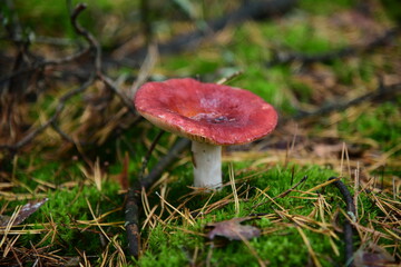 Collection of mushrooms is in the autumn forest. Russula atropurpurea mushroom