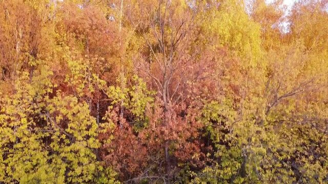 Aerial landscape view over yellow autumn forest with birch trees during sunset, Samara, Russia
