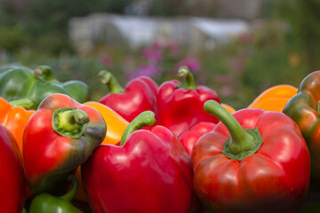 a colorful mix of paprika capsicum in a box against the backdrop of greenhouses. Close up.