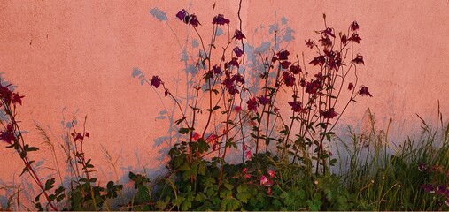 columbine at sunset
