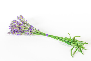 Fototapeta premium Bouquet of purple lavender flowers on a white background