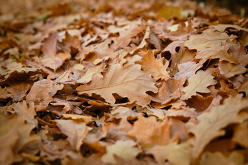 autumn oak leaves on the ground