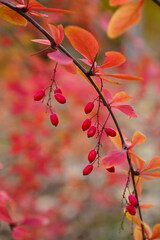 red autumn leaves