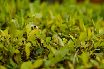 close up of grass in the forest