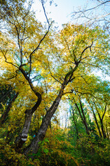 Beautiful autumn landscape in Vanadzor's botanical garden