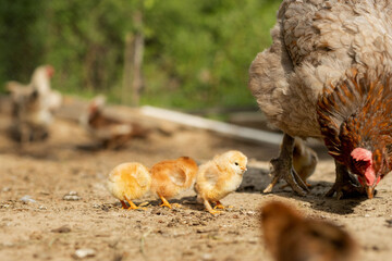 Beautiful little chickens on a background of hens
