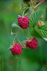  berry raspberry - juicy and ripe on a green background