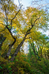 Fototapeta na wymiar Beautiful autumn landscape in Vanadzor's botanical garden