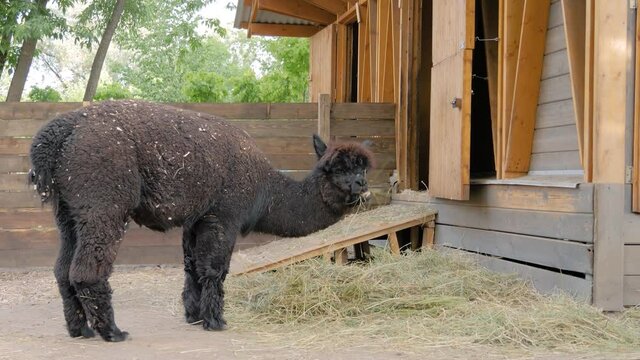 Portrait of funny cute black alpaca eating hay at farm - slow motion. Summer time, daylight. Farming, feeding, agriculture industry, livestock and animal husbandry concept