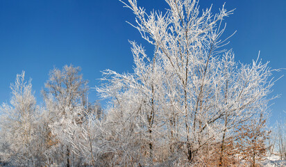 rime ice on the branches of trees on blue sky