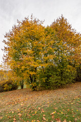 Naklejka premium Autumn leaves and trees foliage in Kosutnjak park in Belgrade, the capital of Serbia
