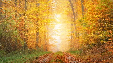 Ein Pfad durch die goldenen moosigen Buchen. Panoramische malerische Landschaft. Feenhafte Herbstlandschaft. Reines Morgenlicht durch die Baumstämme. Natürlicher Tunnel. Heidelberg, Deutschland © Alex Stemmer