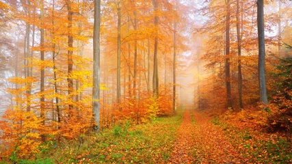 Ein Pfad durch die goldenen moosigen Buchen. Panoramische malerische Landschaft. Feenhafte Herbstlandschaft. Reines Morgenlicht durch die Baumstämme. Natürlicher Tunnel. Heidelberg, Deutschland © Alex Stemmer