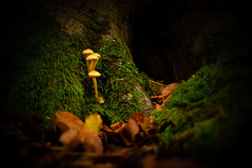 Mushroom autumn