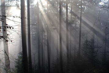 morning fog in the woods with backlight - 386223873