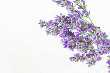 Purple lavender flowers on a white background