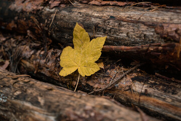 Ahorn Blatt auf Holz Stappel
