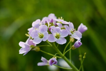 portrait of a purple flower, close shot