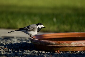 portrait of a wagtail on a water bowl, outside 
