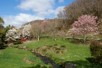 Magnolia trees and river in a park during spring