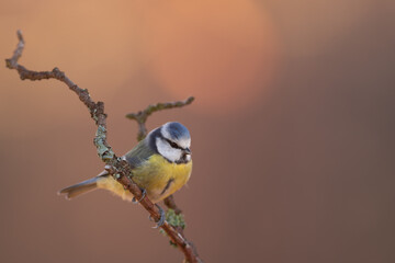 mésange bleu © pierre