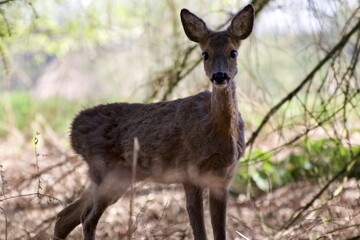 young deer in a forest, outside