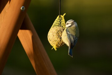 portrait of a blue tit sitting on a fat ball, outside
