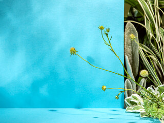 Minimalist botanical background with copy space. Showcase for new product, promotion sale, banner,...