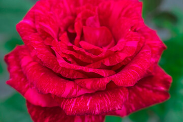 Red flower rose varieties Red Intuition