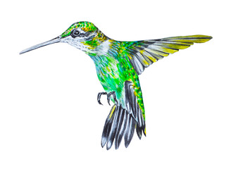 Watercolor illustration of a flying hummingbird on a white background. Exotic, tropical bird. © Mewlish art