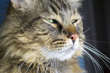 Close-Up Face Eyes of A Maine Coon Tabby Cat