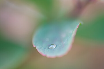 Waterdroplet on a green autum leaf