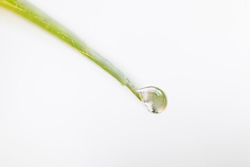 Waterdroplet on the tip of a green leaf